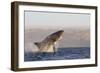 Great White Shark (Carcharodon Carcharias)-David Jenkins-Framed Photographic Print