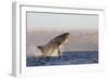 Great White Shark (Carcharodon Carcharias)-David Jenkins-Framed Photographic Print