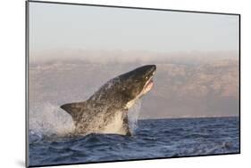 Great White Shark (Carcharodon Carcharias)-David Jenkins-Mounted Photographic Print