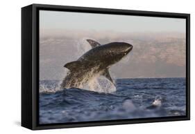 Great White Shark (Carcharodon Carcharias)-David Jenkins-Framed Stretched Canvas