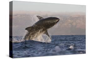 Great White Shark (Carcharodon Carcharias)-David Jenkins-Stretched Canvas