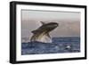 Great White Shark (Carcharodon Carcharias)-David Jenkins-Framed Photographic Print