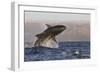 Great White Shark (Carcharodon Carcharias)-David Jenkins-Framed Photographic Print