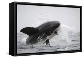 Great White Shark (Carcharodon Carcharias)-David Jenkins-Framed Stretched Canvas