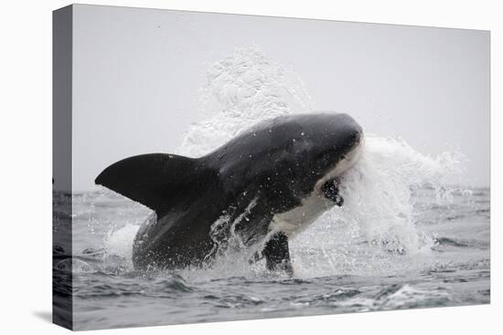 Great White Shark (Carcharodon Carcharias)-David Jenkins-Stretched Canvas