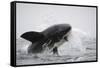 Great White Shark (Carcharodon Carcharias)-David Jenkins-Framed Stretched Canvas