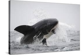 Great White Shark (Carcharodon Carcharias)-David Jenkins-Stretched Canvas