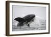 Great White Shark (Carcharodon Carcharias)-David Jenkins-Framed Photographic Print