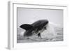 Great White Shark (Carcharodon Carcharias)-David Jenkins-Framed Photographic Print