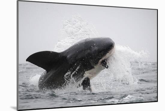 Great White Shark (Carcharodon Carcharias)-David Jenkins-Mounted Photographic Print