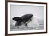 Great White Shark (Carcharodon Carcharias)-David Jenkins-Framed Photographic Print