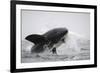 Great White Shark (Carcharodon Carcharias)-David Jenkins-Framed Photographic Print