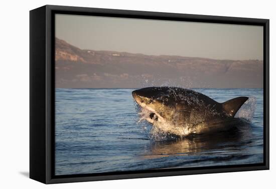 Great White Shark (Carcharodon Carcharias)-David Jenkins-Framed Stretched Canvas