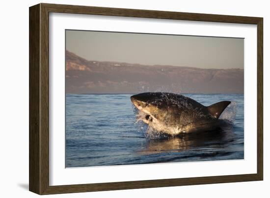 Great White Shark (Carcharodon Carcharias)-David Jenkins-Framed Photographic Print