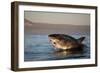 Great White Shark (Carcharodon Carcharias)-David Jenkins-Framed Photographic Print