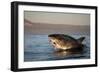 Great White Shark (Carcharodon Carcharias)-David Jenkins-Framed Photographic Print