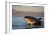 Great White Shark (Carcharodon Carcharias)-David Jenkins-Framed Photographic Print