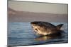 Great White Shark (Carcharodon Carcharias)-David Jenkins-Mounted Photographic Print