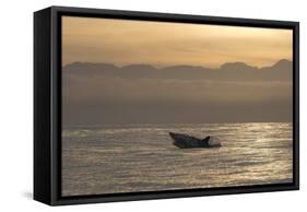 Great White Shark (Carcharodon Carcharias)-David Jenkins-Framed Stretched Canvas