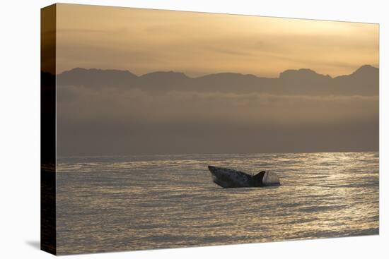 Great White Shark (Carcharodon Carcharias)-David Jenkins-Stretched Canvas