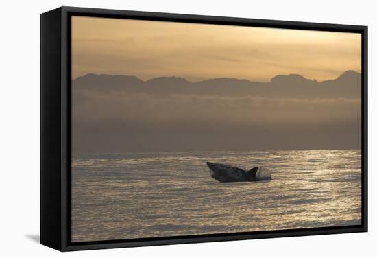 Great White Shark (Carcharodon Carcharias)-David Jenkins-Framed Stretched Canvas