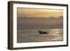 Great White Shark (Carcharodon Carcharias)-David Jenkins-Framed Photographic Print