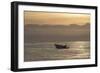 Great White Shark (Carcharodon Carcharias)-David Jenkins-Framed Photographic Print