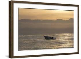 Great White Shark (Carcharodon Carcharias)-David Jenkins-Framed Photographic Print