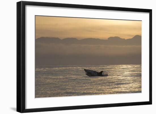 Great White Shark (Carcharodon Carcharias)-David Jenkins-Framed Photographic Print