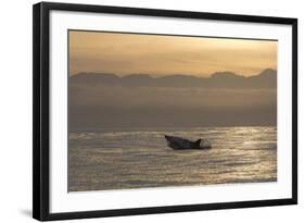 Great White Shark (Carcharodon Carcharias)-David Jenkins-Framed Photographic Print