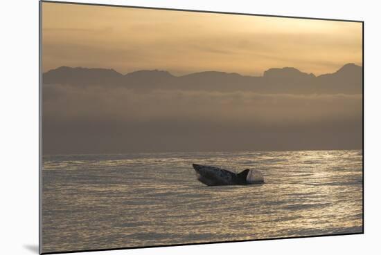 Great White Shark (Carcharodon Carcharias)-David Jenkins-Mounted Photographic Print