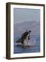 Great White Shark (Carcharodon Carcharias)-David Jenkins-Framed Photographic Print