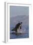 Great White Shark (Carcharodon Carcharias)-David Jenkins-Framed Photographic Print