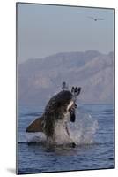 Great White Shark (Carcharodon Carcharias)-David Jenkins-Mounted Photographic Print