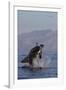 Great White Shark (Carcharodon Carcharias)-David Jenkins-Framed Photographic Print