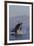 Great White Shark (Carcharodon Carcharias)-David Jenkins-Framed Photographic Print