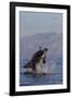 Great White Shark (Carcharodon Carcharias)-David Jenkins-Framed Photographic Print