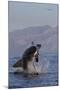 Great White Shark (Carcharodon Carcharias)-David Jenkins-Mounted Photographic Print