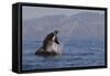 Great White Shark (Carcharodon Carcharias)-David Jenkins-Framed Stretched Canvas