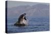 Great White Shark (Carcharodon Carcharias)-David Jenkins-Stretched Canvas