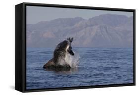 Great White Shark (Carcharodon Carcharias)-David Jenkins-Framed Stretched Canvas