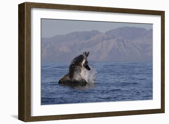 Great White Shark (Carcharodon Carcharias)-David Jenkins-Framed Photographic Print