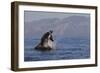 Great White Shark (Carcharodon Carcharias)-David Jenkins-Framed Photographic Print