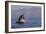 Great White Shark (Carcharodon Carcharias)-David Jenkins-Framed Photographic Print