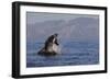 Great White Shark (Carcharodon Carcharias)-David Jenkins-Framed Photographic Print