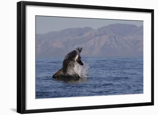 Great White Shark (Carcharodon Carcharias)-David Jenkins-Framed Photographic Print