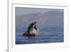 Great White Shark (Carcharodon Carcharias)-David Jenkins-Framed Photographic Print