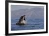 Great White Shark (Carcharodon Carcharias)-David Jenkins-Framed Photographic Print