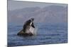 Great White Shark (Carcharodon Carcharias)-David Jenkins-Mounted Photographic Print