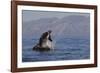 Great White Shark (Carcharodon Carcharias)-David Jenkins-Framed Photographic Print